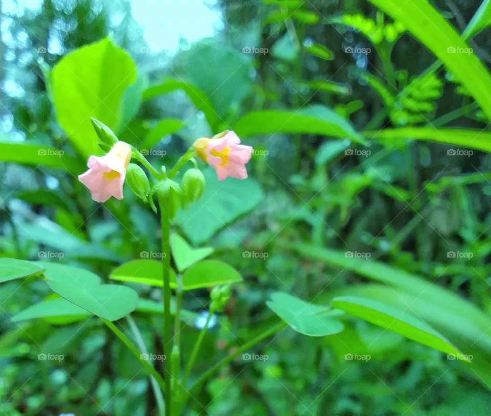 Flower 🌺