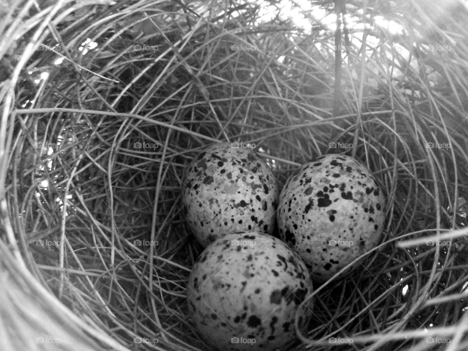 Bird eggs.. did you like this photo.