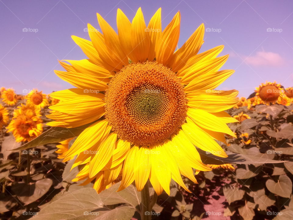 sunflower