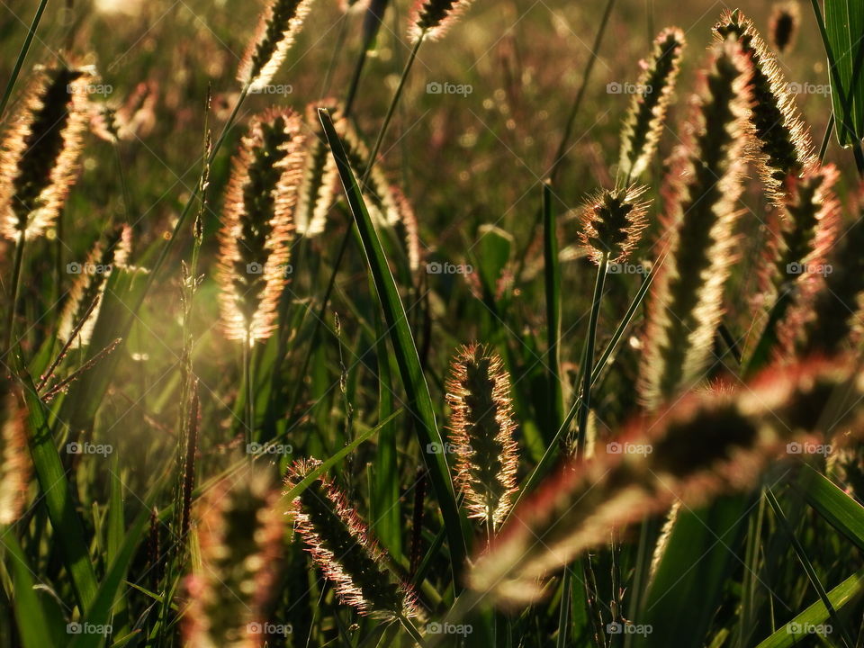 Grass at golden hour. Prairie grass at golden hour in the light