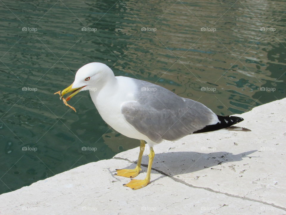 Seagull and its lunch