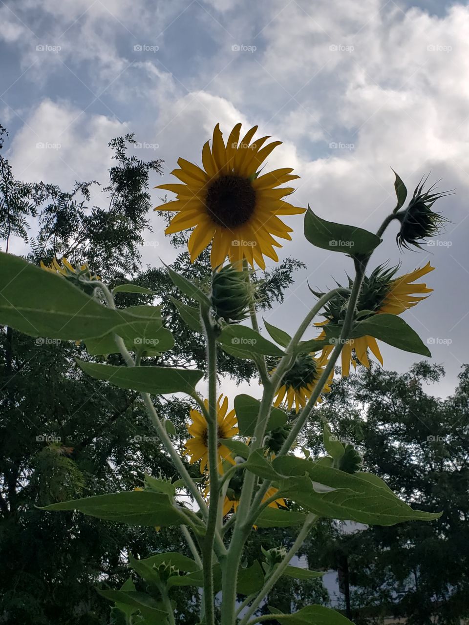 Sunflower