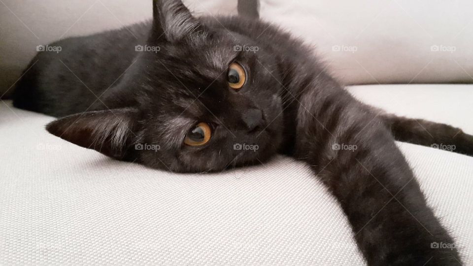 Beautiful black cat staring into your soul