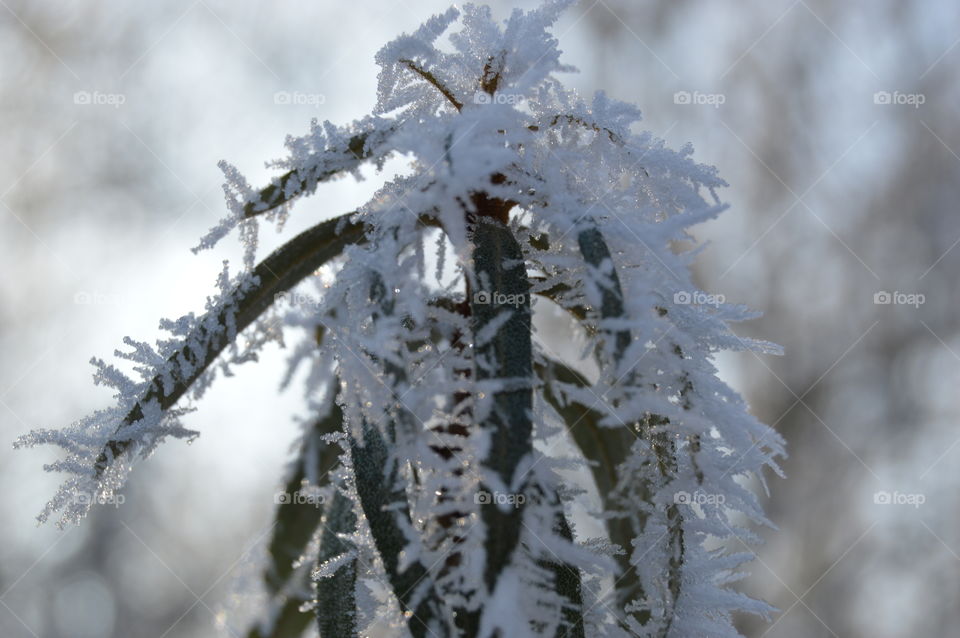 Snowflake on plant