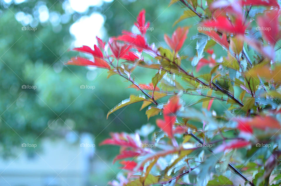 tree branches crabapple royal raindrops bokeh