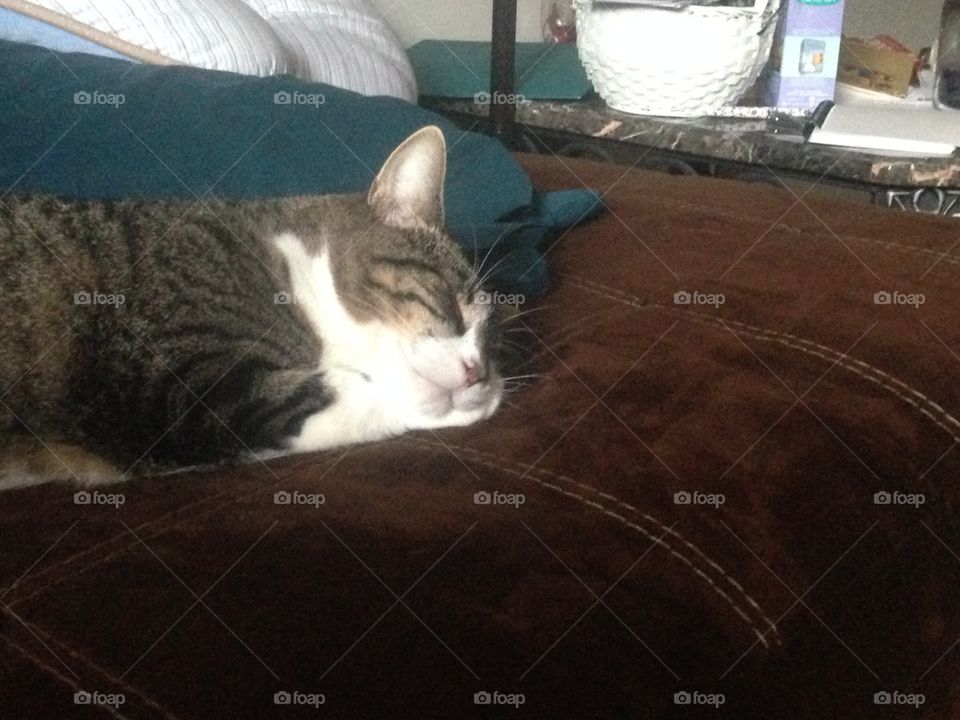 Cat, Sleep, Mammal, Bed, Portrait