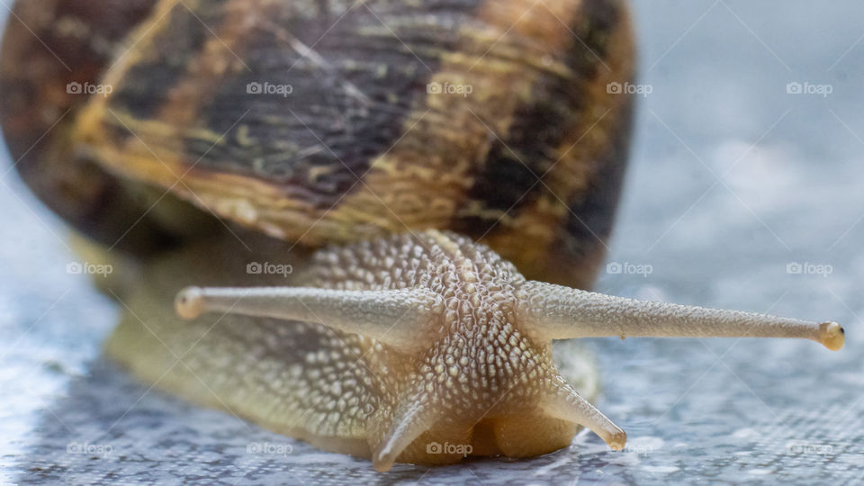 Caracol macro