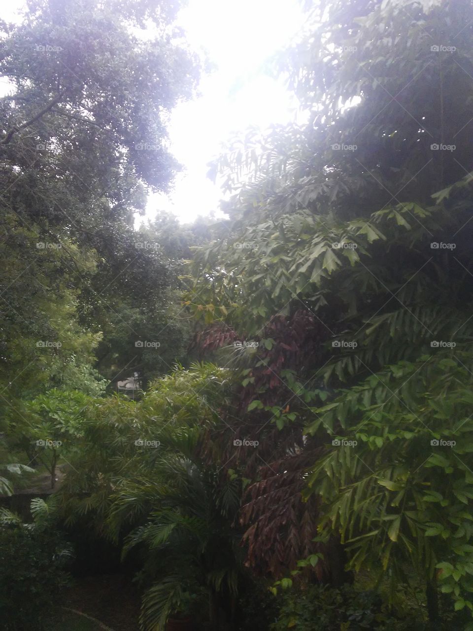 Suburban Tropical Florida Jungle
