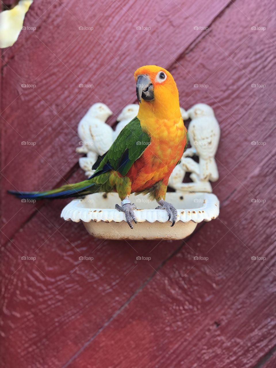 Photo shoot with the Jenday Conure