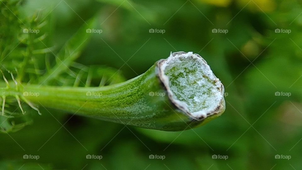 Peduncle - A plant part which holds the flower, After the Flower is gone