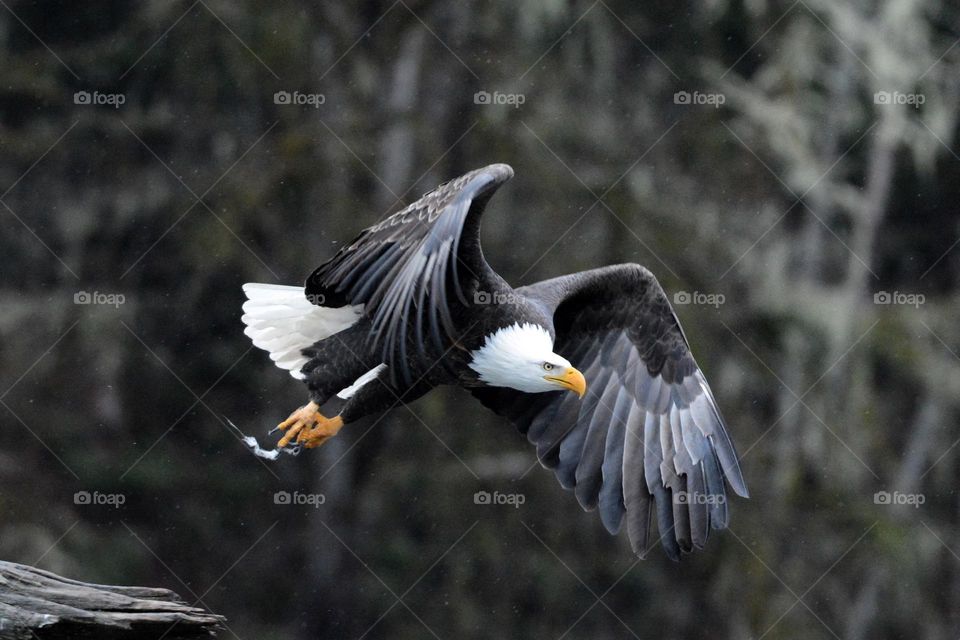 Bald Eagle in flight