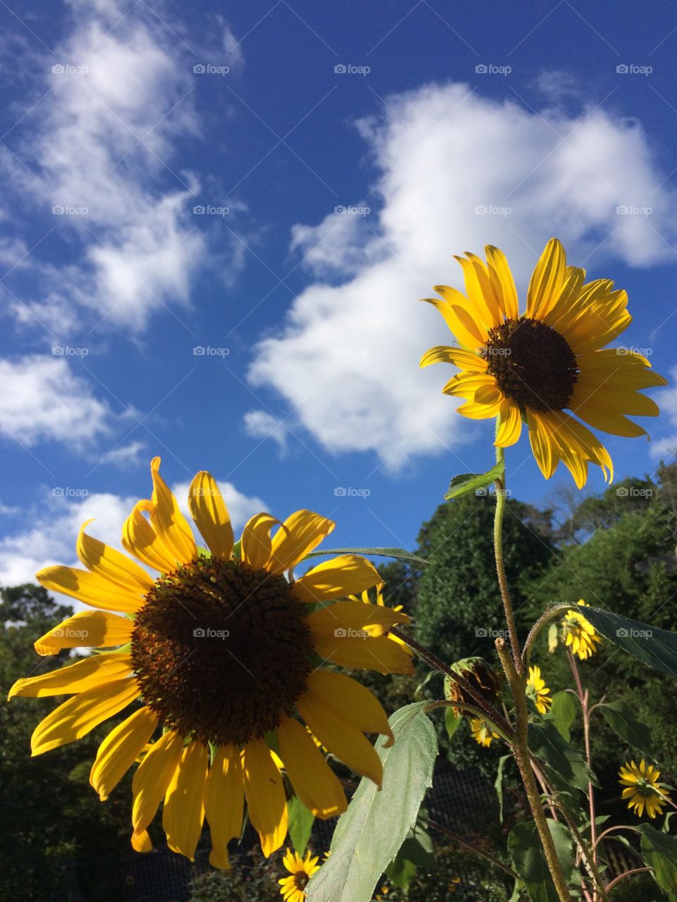 Sunflower. Sky
