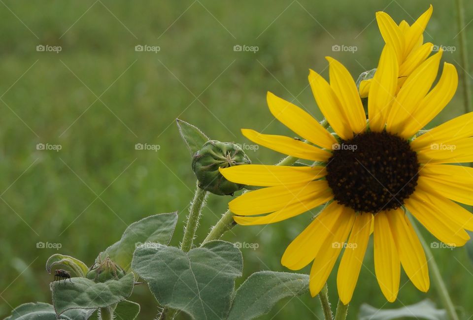 Sunflower. Photo taken in OK.  Close up of sunflower and blurred green field in the background.
