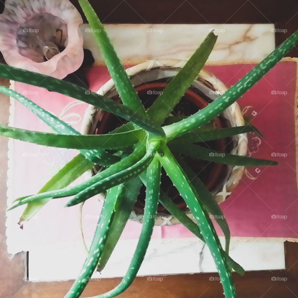 Aloe Vera