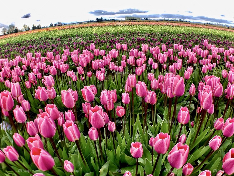 Foap Mission Crazy Plant People! Stunning And Colorful Tulip Fields.