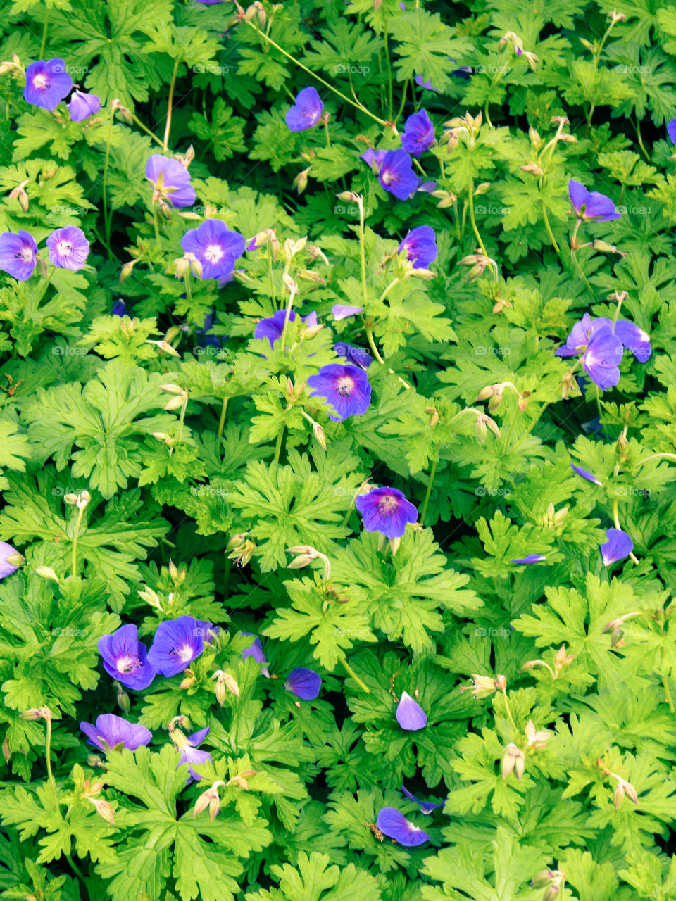 Purple geranium flowers and delicate bright green leaves