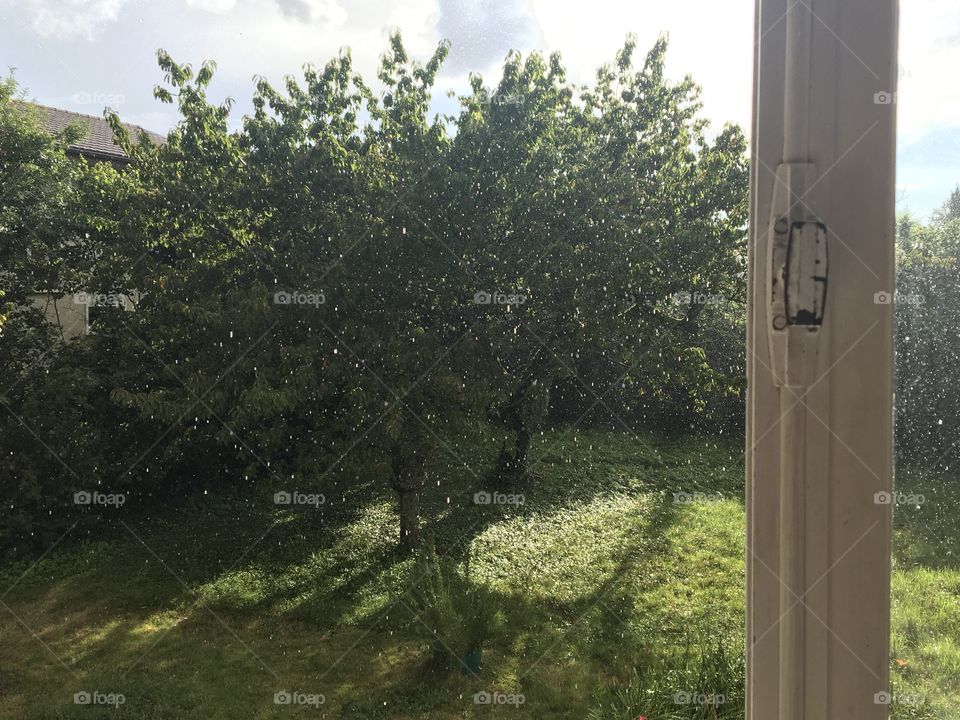 From open window, view on garden trees with rain and sunshine 