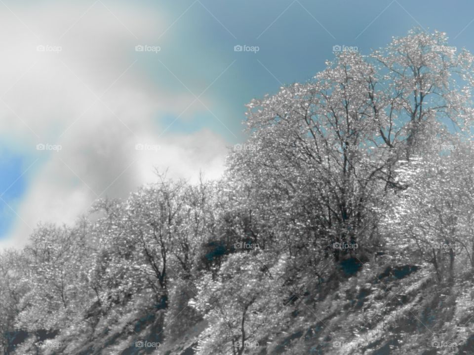 Crystal Forest. Shining slivers sparkling in the sun