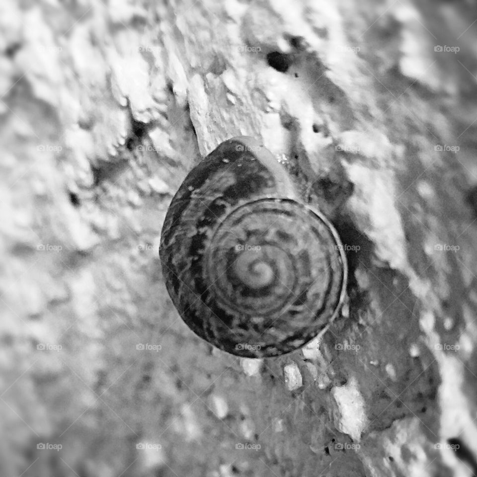 Snail black and white