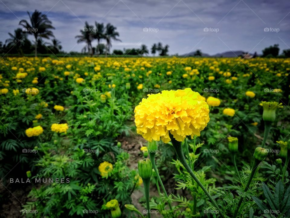 how is it blooming flowers