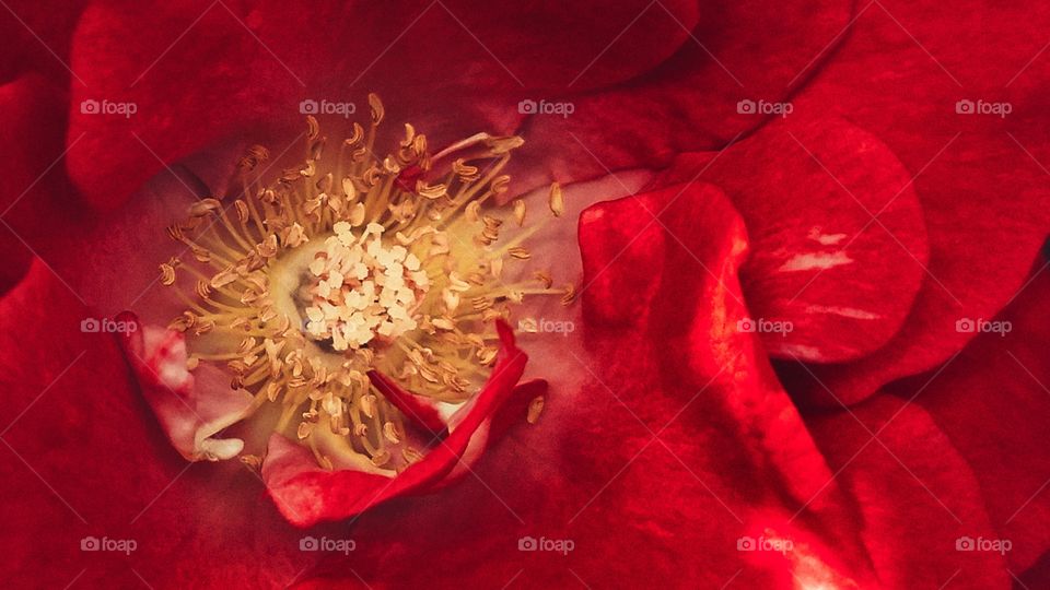 Red Rose Stamen and Petals Closeup