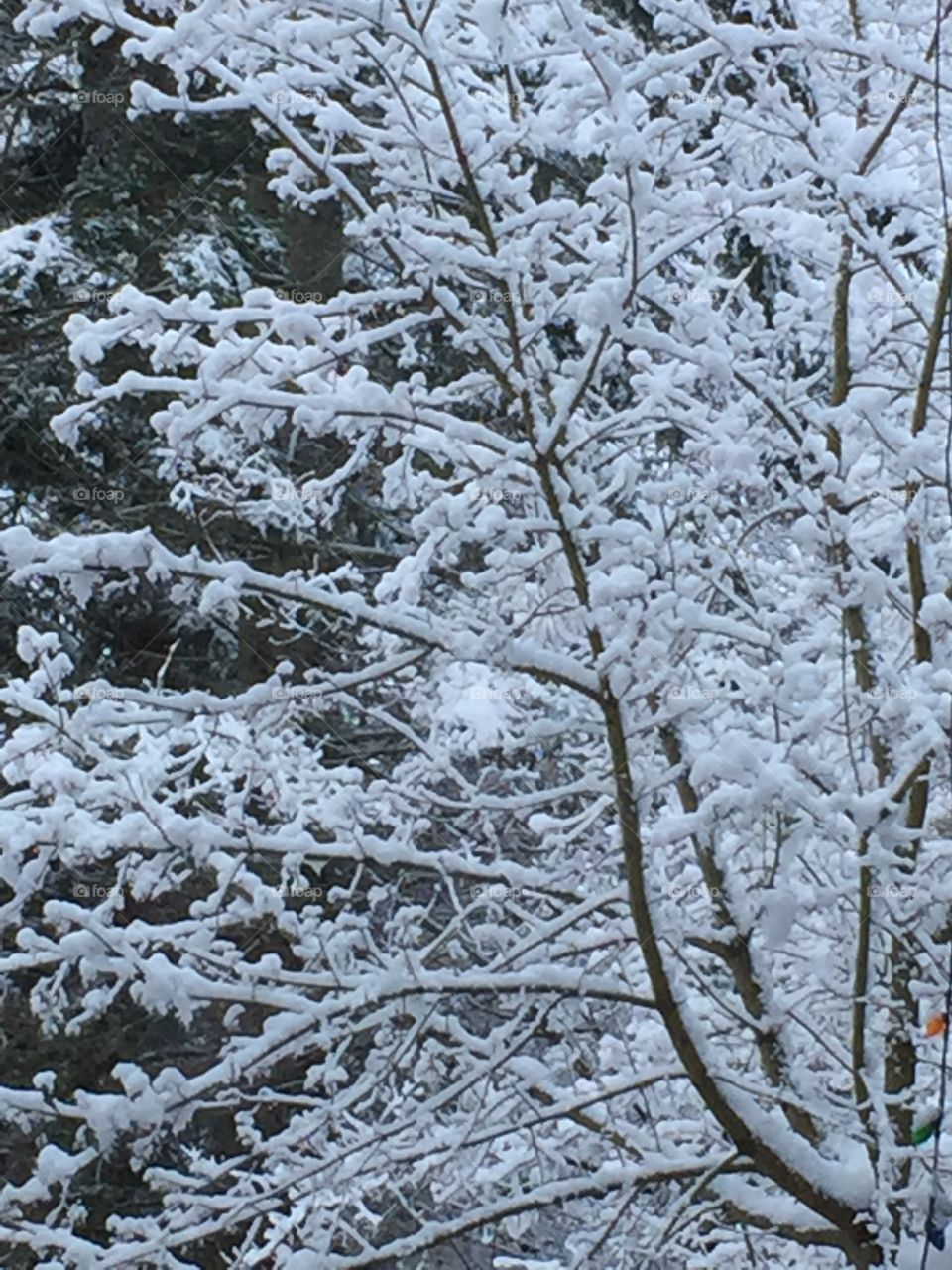 Light fluffy snow sprinkled like icing sugar on the thin branches. 