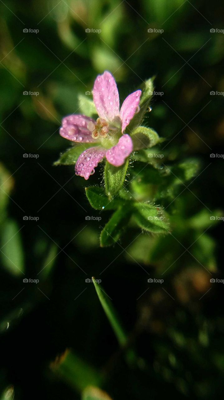 tiny pink flower