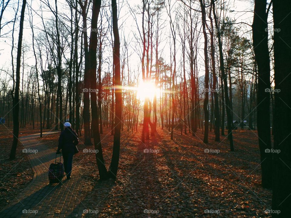 Sunset in the park