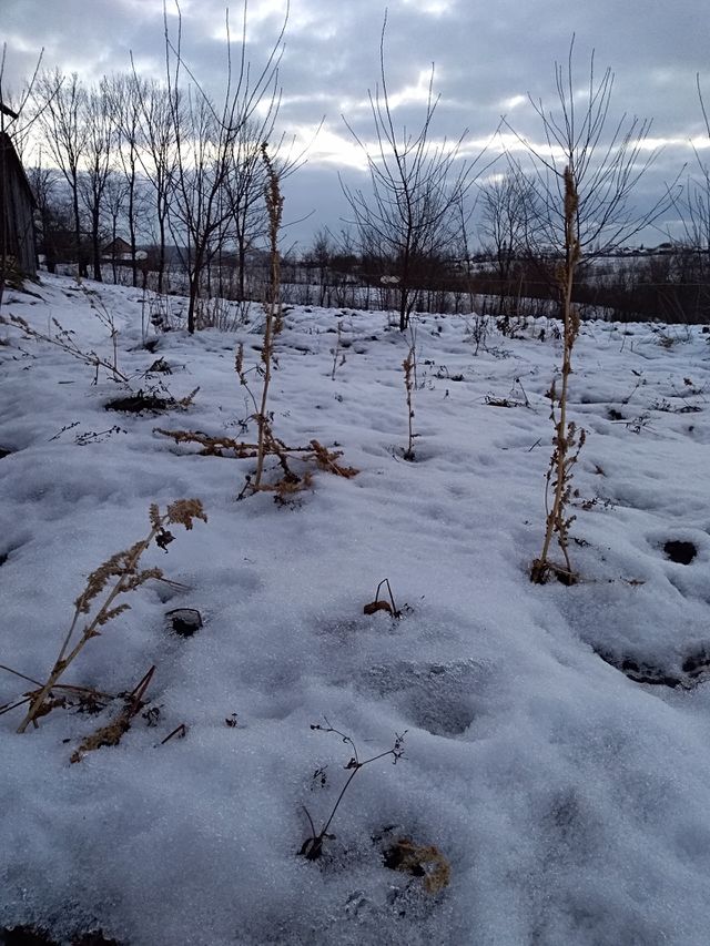 winter landscape