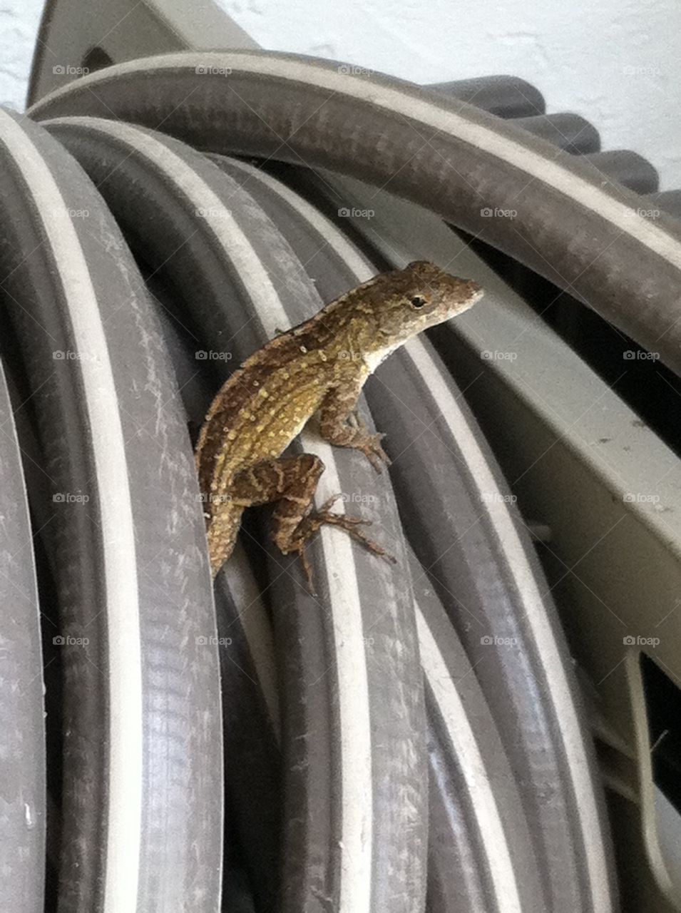 Lizard hanging out. Lizard just sitting on the hose