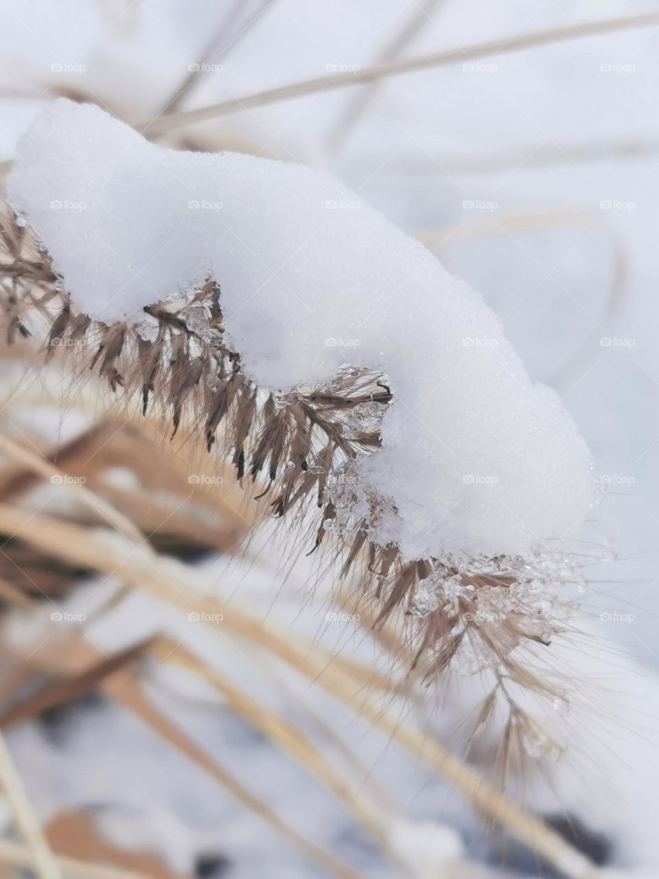 The magic of winter grasses - Pennisetum "Hameln"