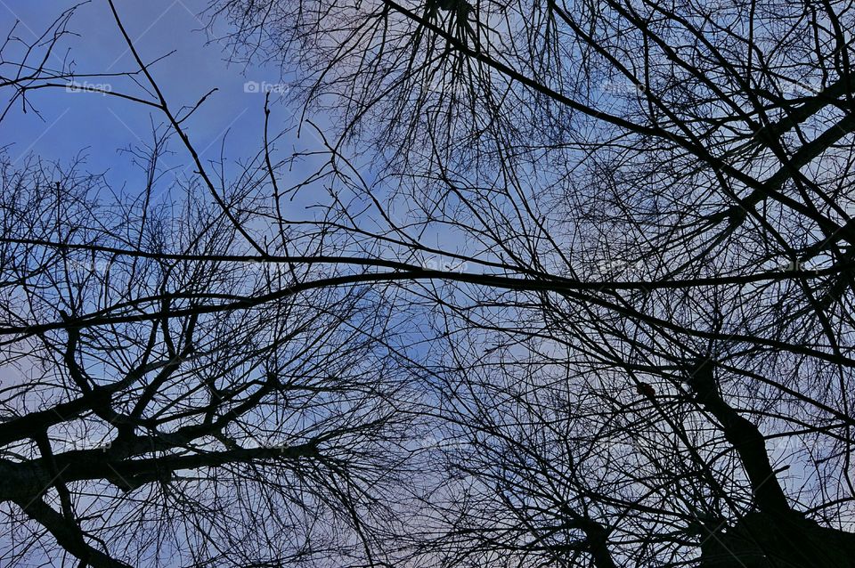 Leafless trees. Leafless trees in Teo, Galicia