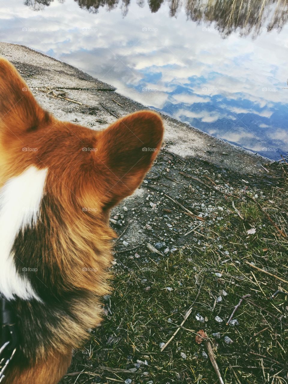 Cute dog sitting by the water