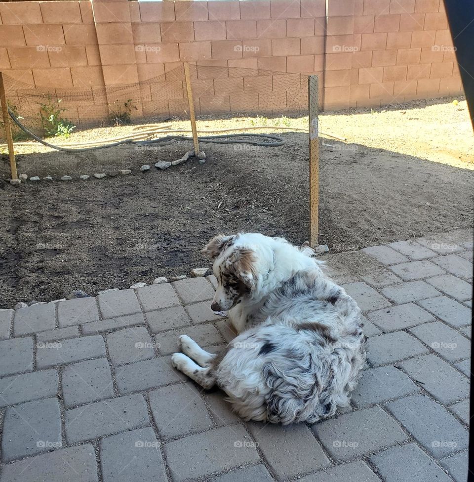 Sweet Baby Boy 🐶 Puppy By the Garden Plot. Red Merle Texas Heeler!