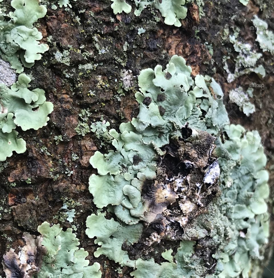 Ants Marching On Tree With Beautiful Growth