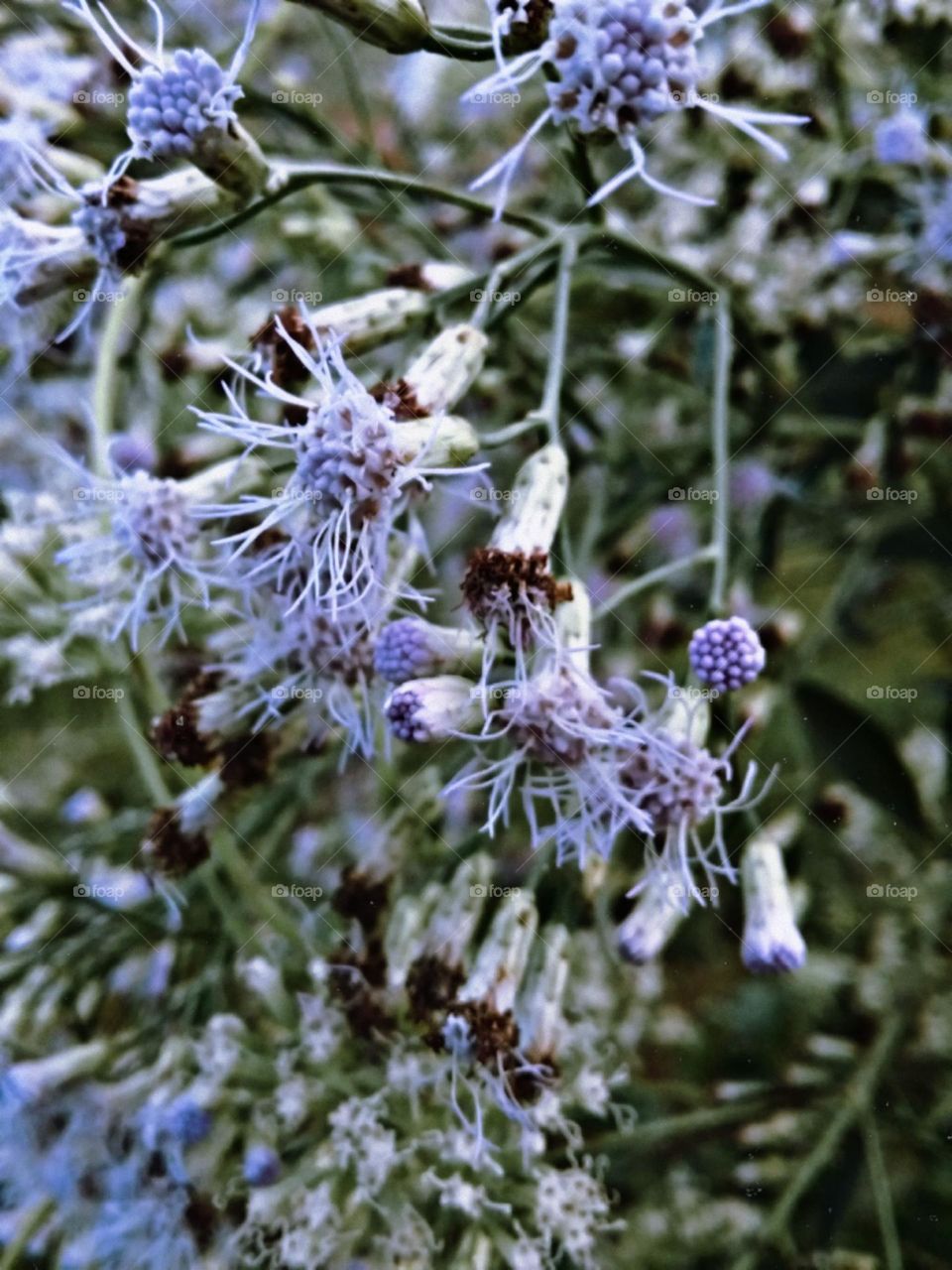 Lilases da estação