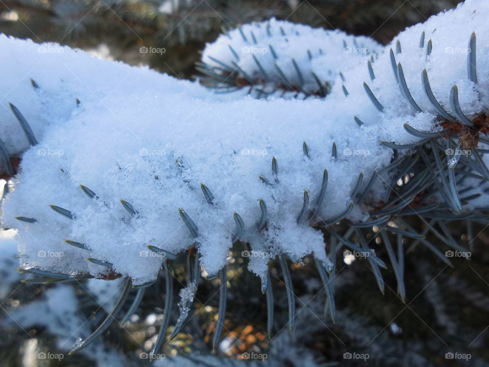 Snowy pines