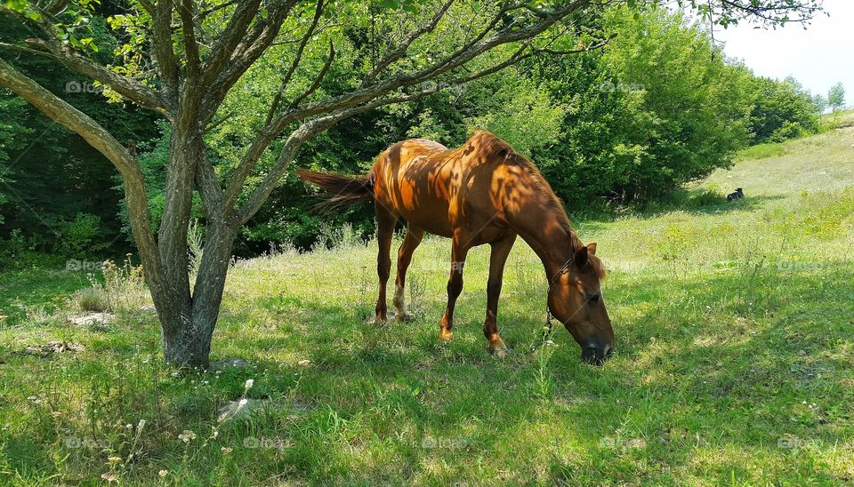 horse under the tree in the fields