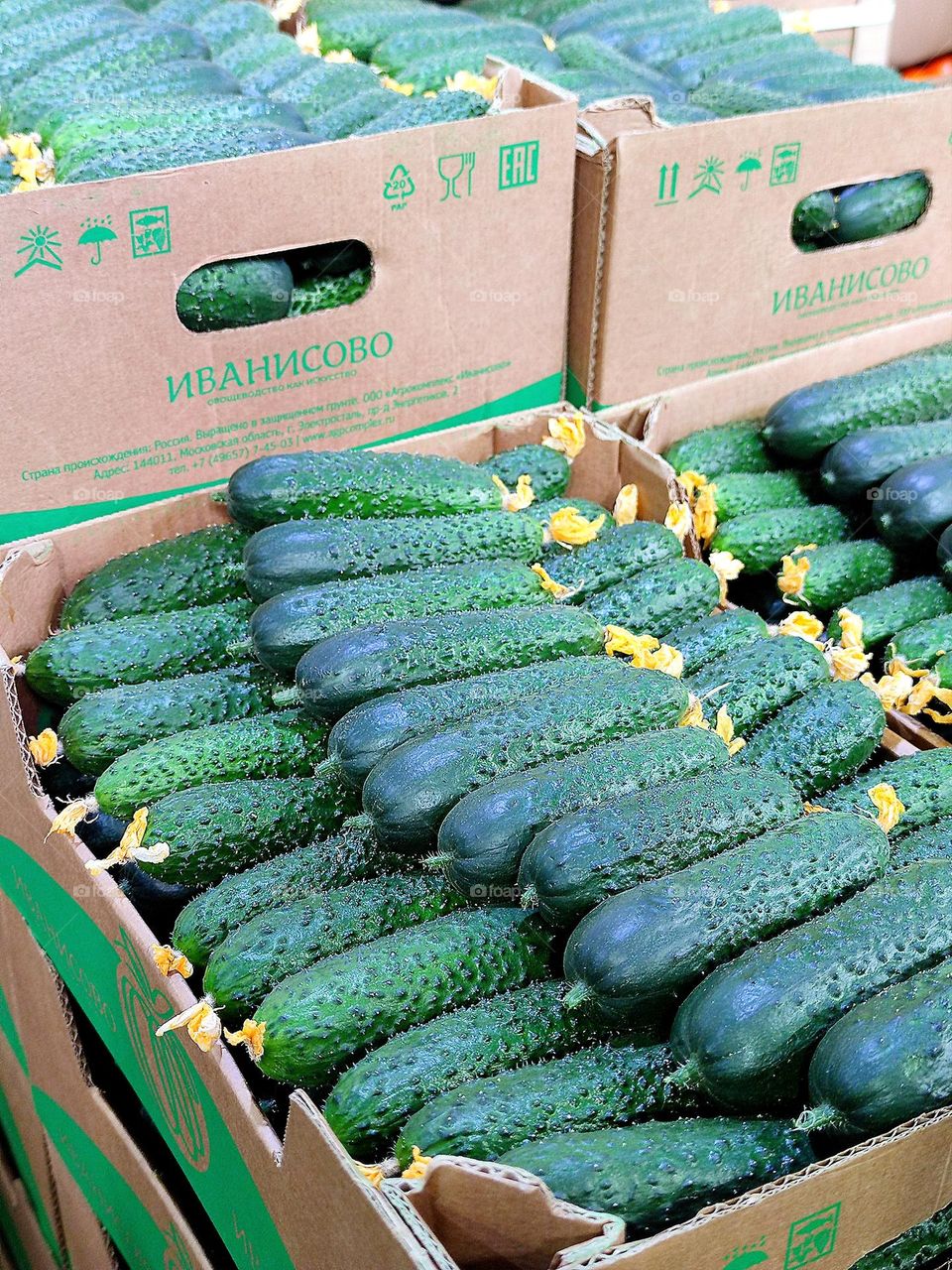 Market.  Boxes with fresh cucumbers with yellow inflorescences