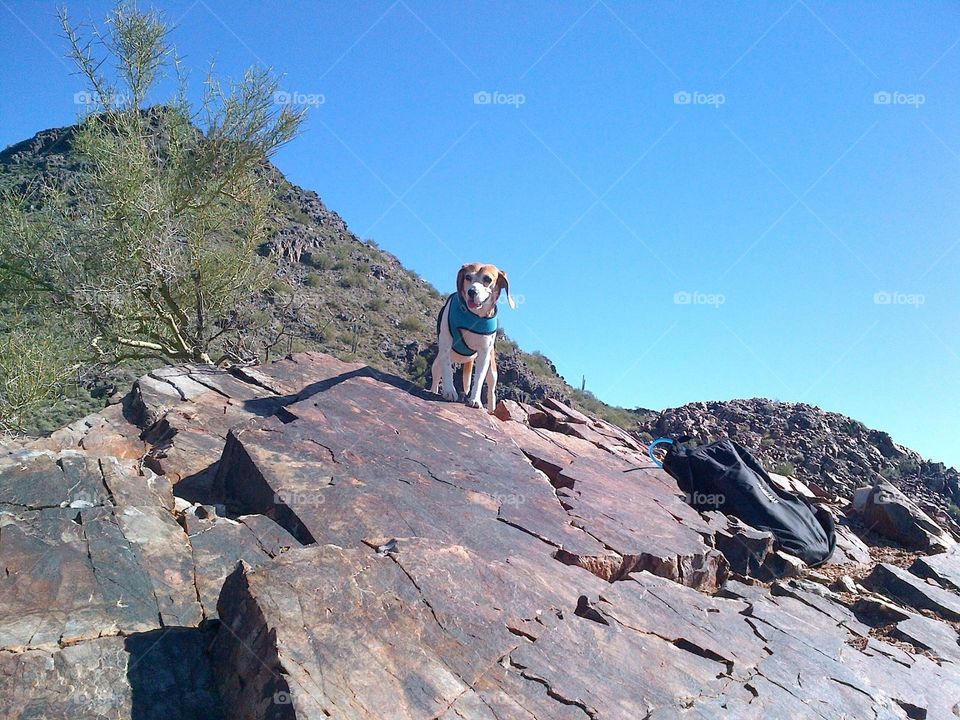 Dog standing over rocks