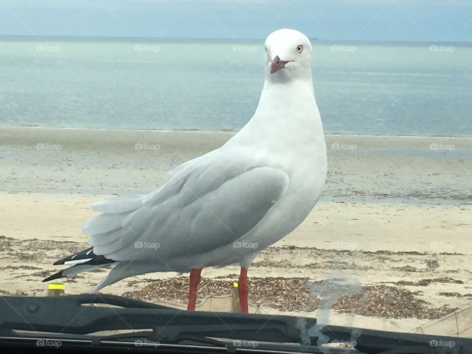 Seagull perched on hood bonnet of car closeup ocean in background