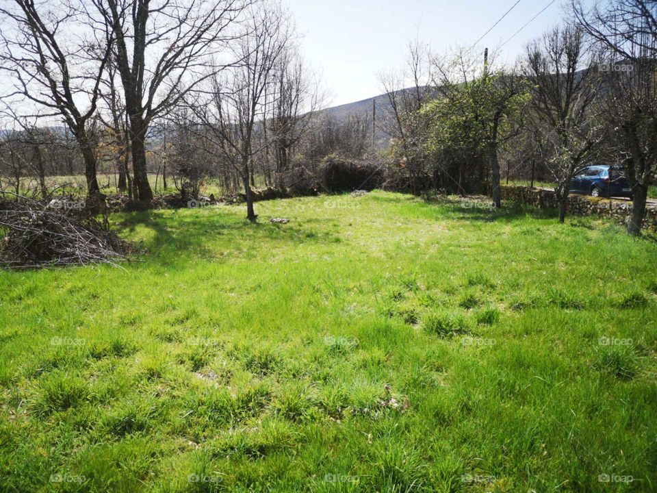 Bosque cesped verde bonito árbol naturaleza