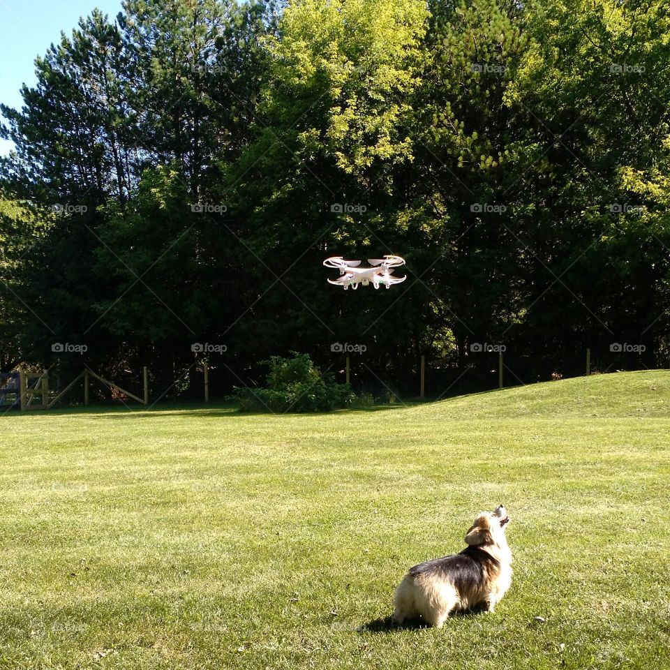 Drone vs dog. yard shenanigans