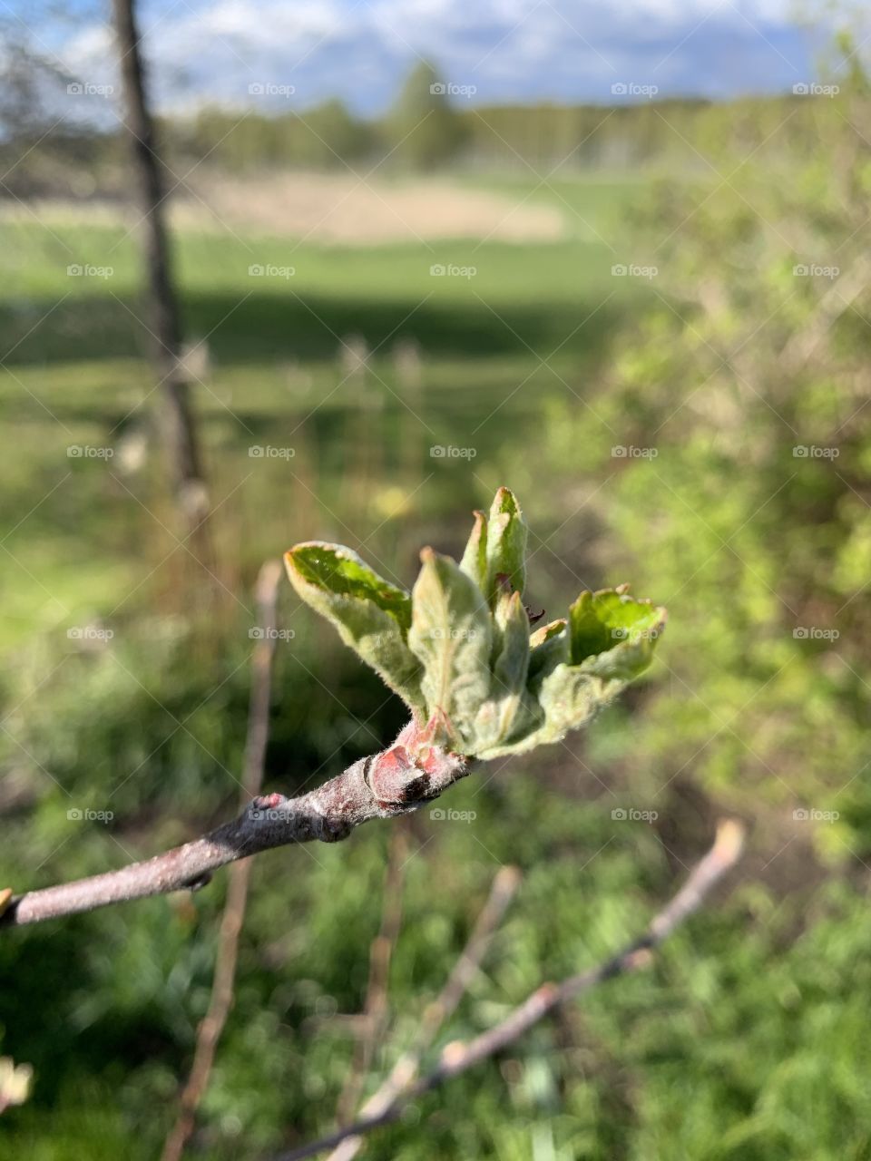 bud on cherry tree