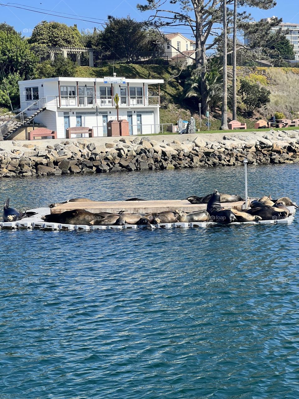 Fun sealions sunbathing in natural habitat 