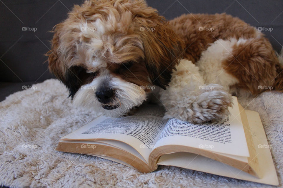 Puppy reading book