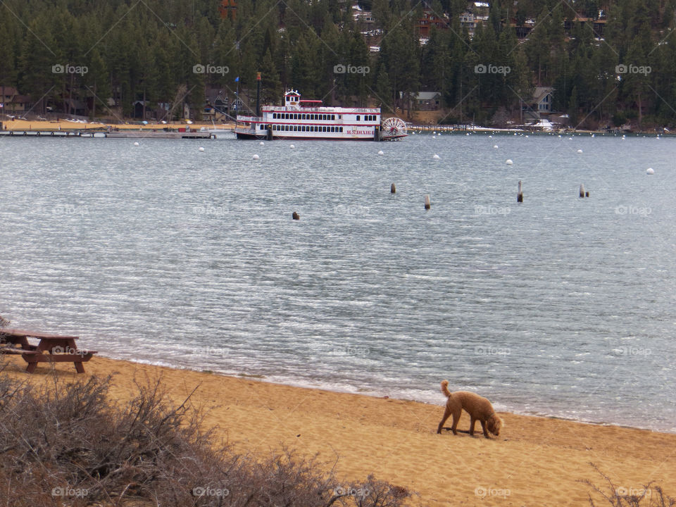 water beach dog sand by melody