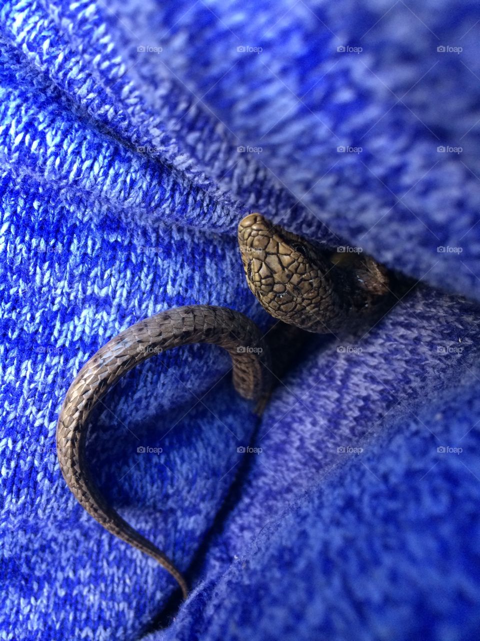 Curled up for warmth