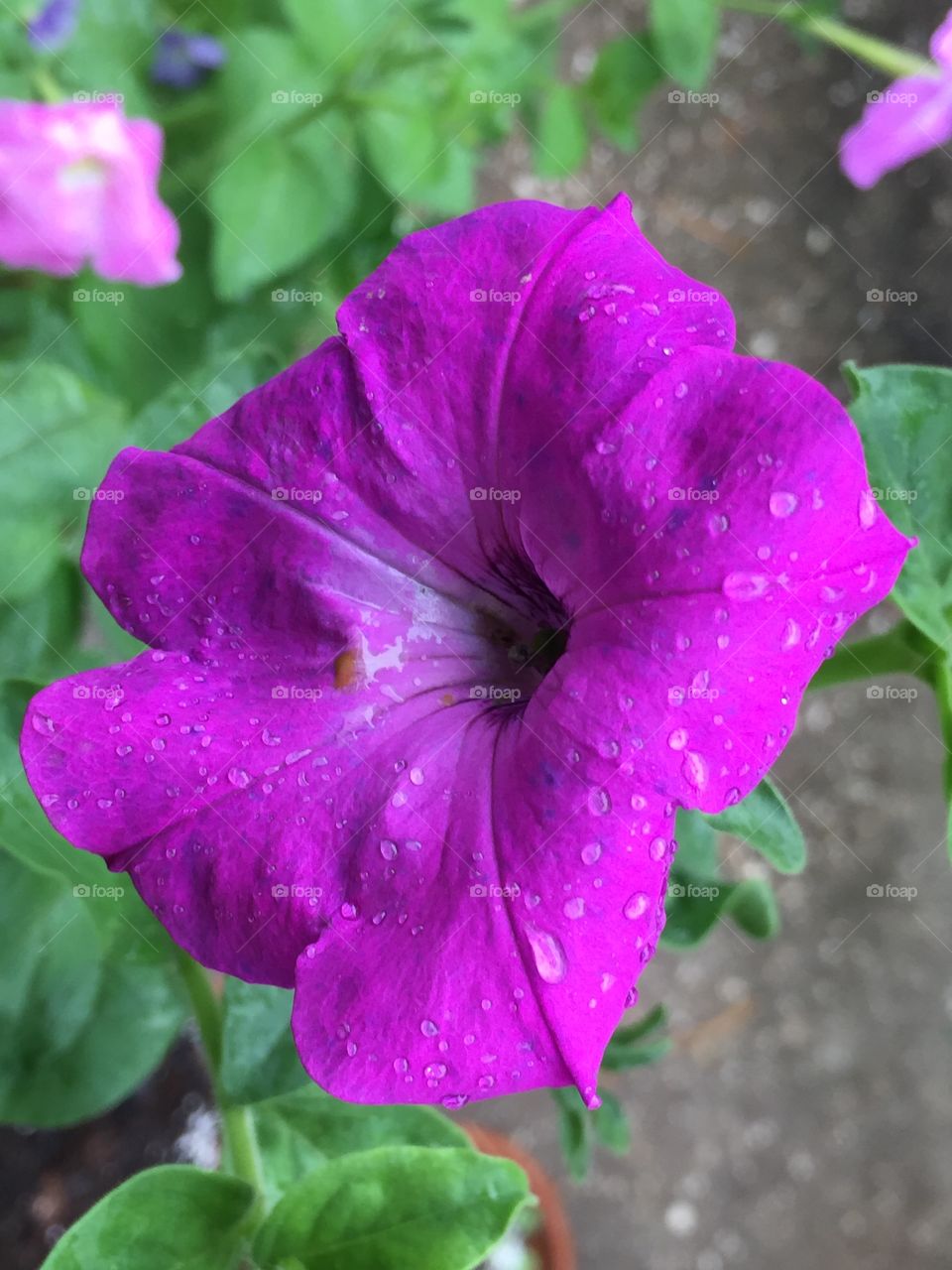 Purple flower