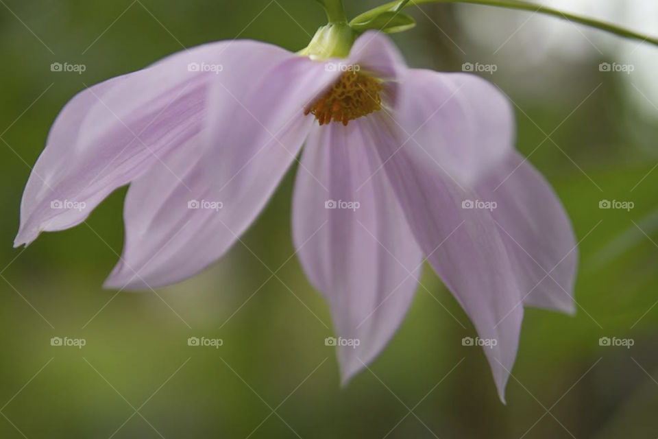 Purple Dream Flower Shining Down